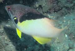 Bodianus mesothorax