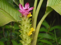 Curcuma