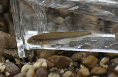 Phenacobius mirabilis