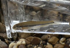 Phenacobius mirabilis