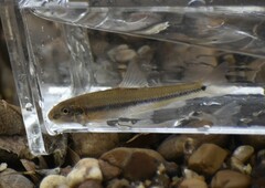 Phenacobius mirabilis