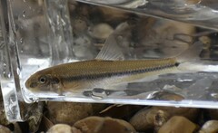 Phenacobius mirabilis