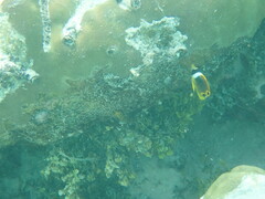 Chaetodon lunula
