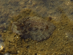 Carminodoris