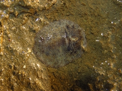 Carminodoris
