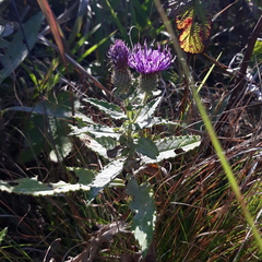 Cirsium vlassovianum