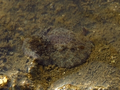Carminodoris