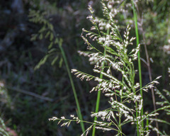 Poa labillardierei