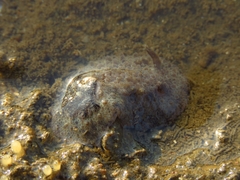 Carminodoris