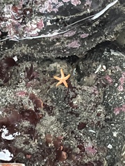 Henricia