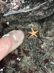 Henricia