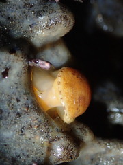Limneria prolongata