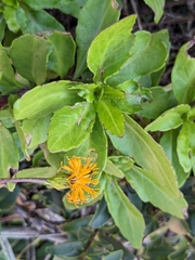 Gynura