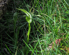 Pterostylis falcata