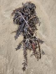 Carpophyllum maschalocarpum