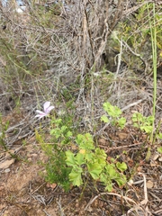 Pelargonium englerianum