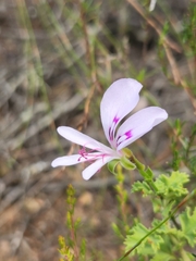 Pelargonium englerianum