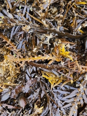 Carpophyllum maschalocarpum