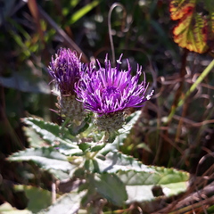 Cirsium vlassovianum