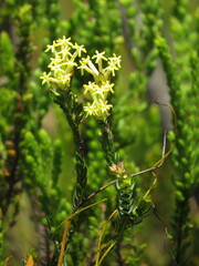 Gnidia oppositifolia