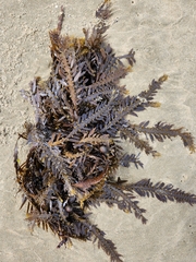 Carpophyllum maschalocarpum