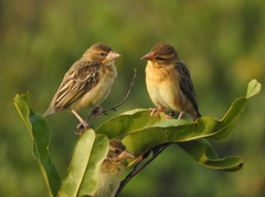 Ploceus philippinus
