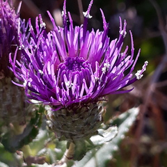 Cirsium vlassovianum