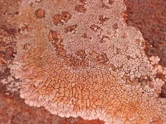 Placopsis