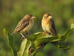 Ploceus philippinus