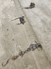 Carpophyllum maschalocarpum