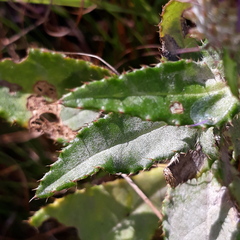 Cirsium vlassovianum