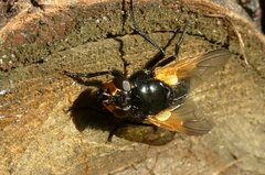 Mesembrina meridiana