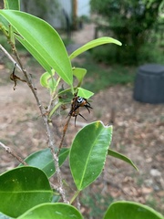 Euploea core corinna