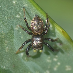 Heliophanus