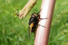 Mesembrina meridiana