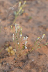 Pimelea trichostachya