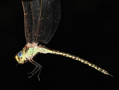 Austrogynacantha heterogena