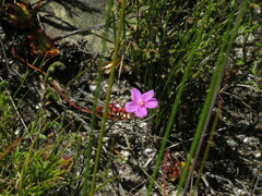 Drosera xerophila