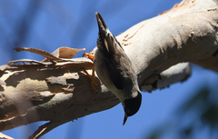 Daphoenositta chrysoptera