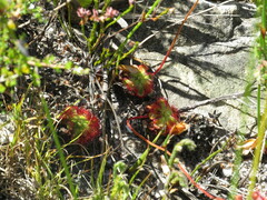Drosera xerophila