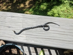 Lampropeltis nigra