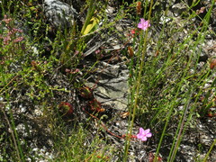 Drosera xerophila