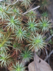 Polytrichum juniperinum