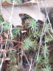 Polytrichum juniperinum
