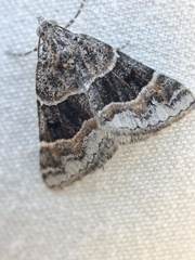 Dichromodes aristadelpha