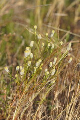 Pimelea trichostachya