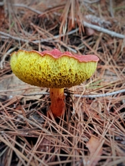 Baorangia