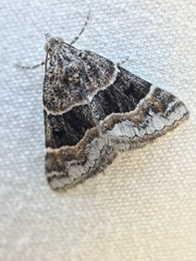 Dichromodes aristadelpha