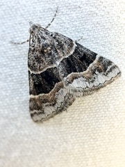 Dichromodes aristadelpha