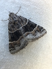 Dichromodes aristadelpha